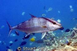 AmberJack ~ Got lucky with my macro lens. by Stuart Ganz 